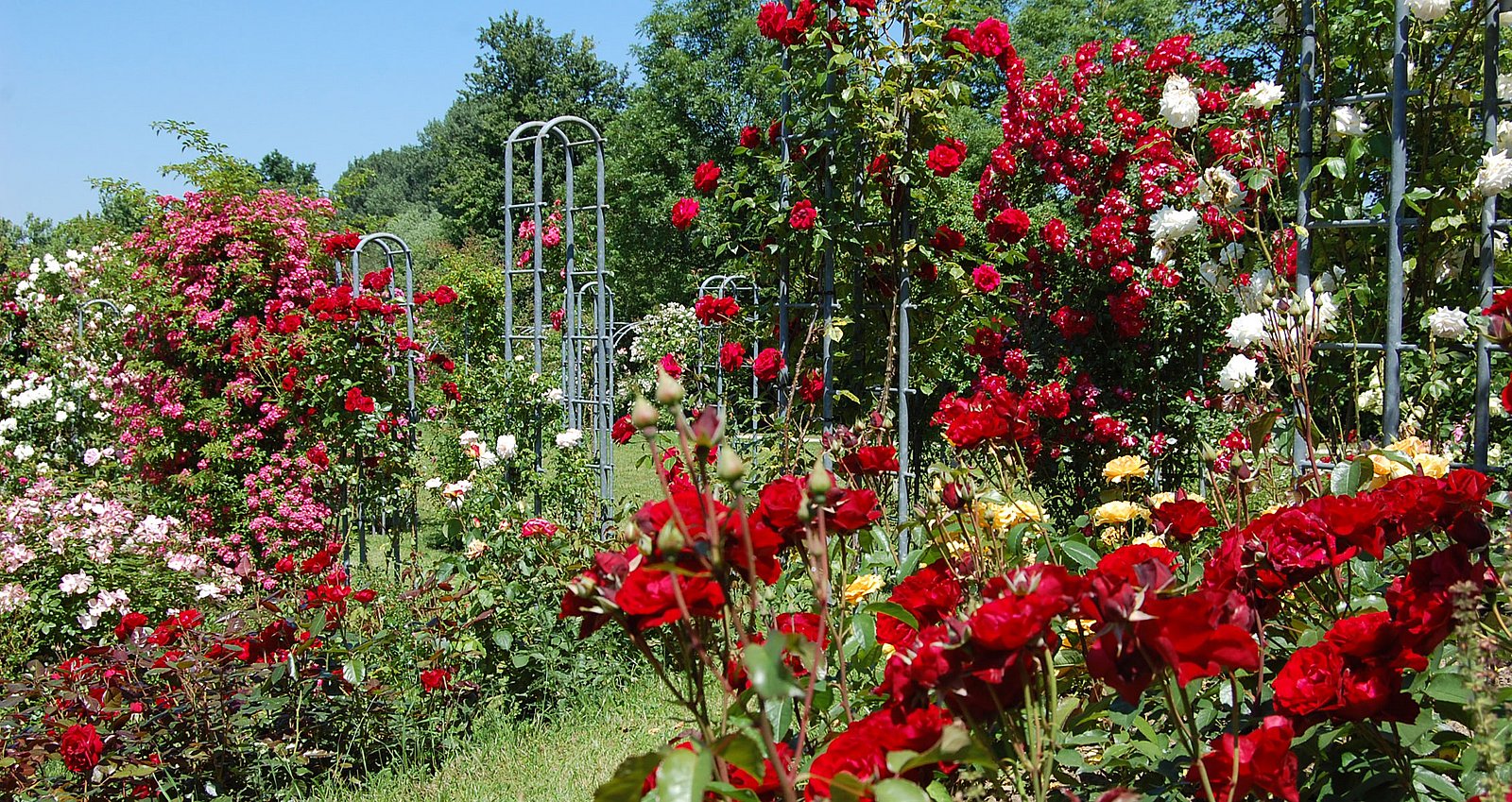 Rosenhügel